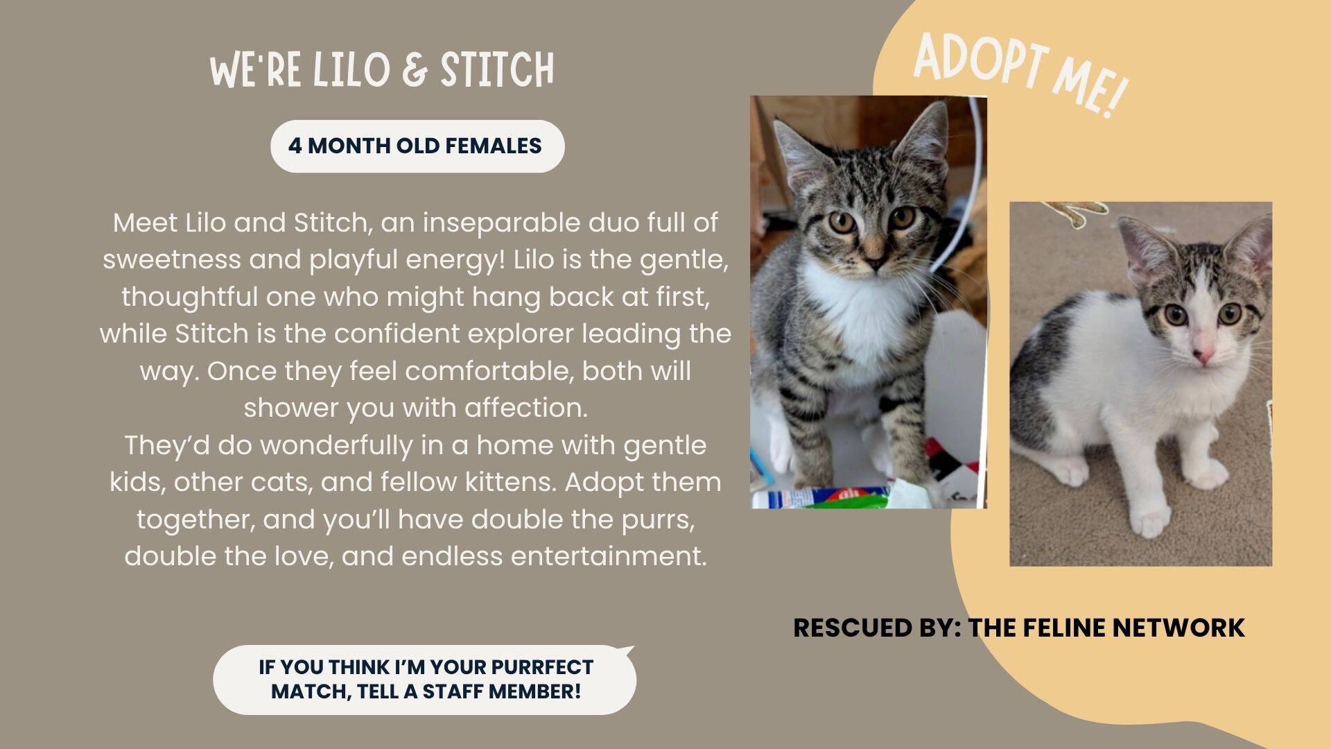 Cost of Cat Adoption: Essential Costs Every Owner Should Know